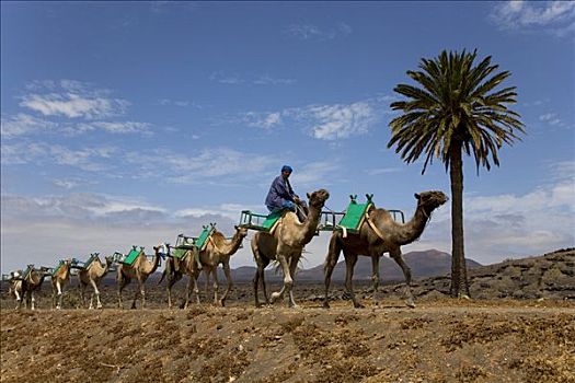 单峰骆驼,驼队,途中,兰索罗特岛,加纳利群岛,西班牙,欧洲
