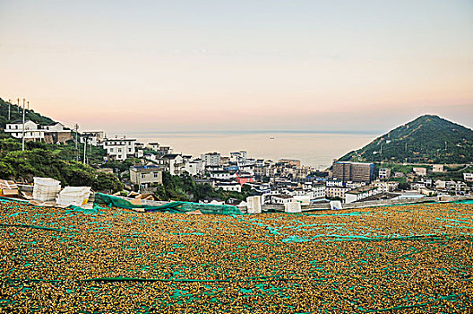 夏天嵊山岛上晒贻贝