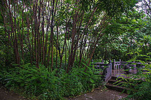 雨中林荫小路