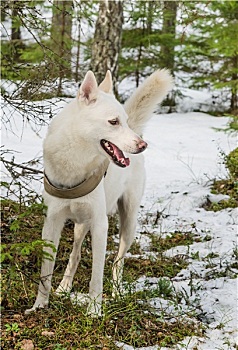 白色,狗,哈士奇犬,冬日树林