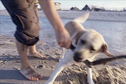 一个人,玩,狗,海滩