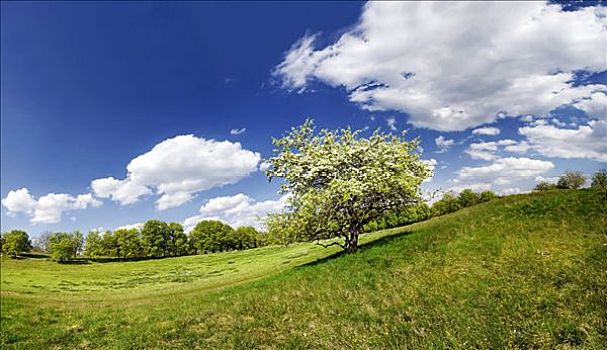 隔绝,苹果树,开花,斜坡,拉拽,云,靠近,艾希斯泰特,巴伐利亚,德国,欧洲