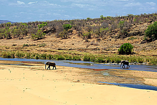 两个,非洲象,穿过,河床,克鲁格国家公园,南非,非洲