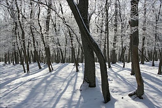 冬日树林,山脉,黑森州,德国,欧洲