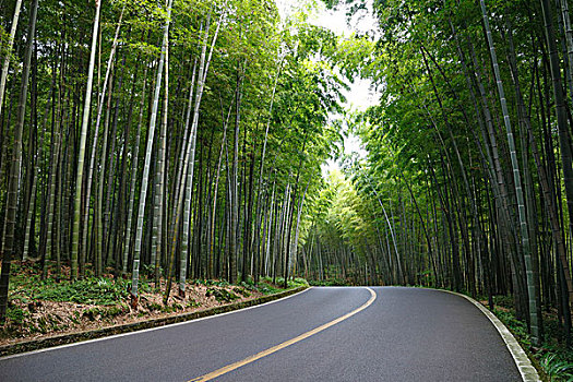 汽車素材,漂亮的竹林中的瀝青路面