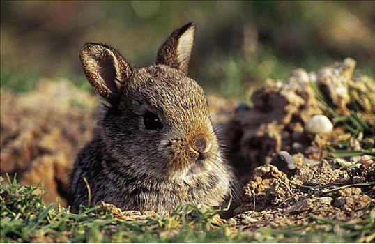 兔子,兔豚鼠属,啮齿类动物,哺乳动物,小动物,复活节,动物