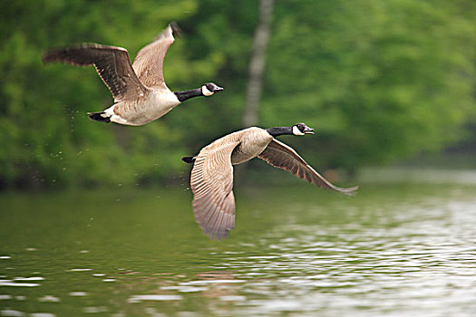黑额黑雁,加拿大雁,两个,飞跃,水,北莱茵-威斯特伐利亚,德国,欧洲
