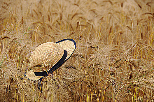稻草,帽子,地点,夏天,场景,石荷州,德国,欧洲