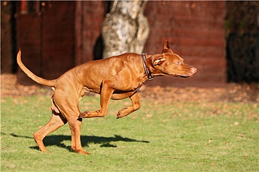 马扎尔,维希拉猎犬