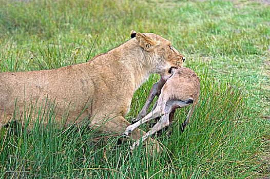 雌狮,杀,东非,坦桑尼亚,塞伦盖蒂