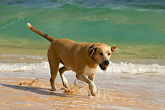 狗,海滩,瓦胡岛,夏威夷,美国