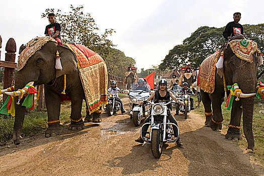 哈雷摩托,骑手,大象,泰国,一月,2007年