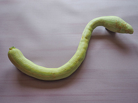 蛇,形状,南瓜