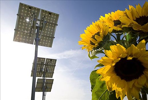 清洁,再生能源,向日葵,背景,太阳,收集,太阳能电池板,能量,黑森州,德国,欧洲