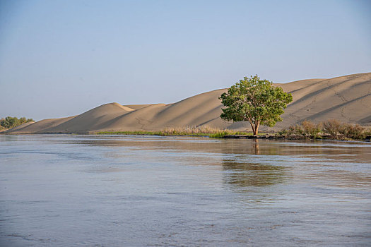 新疆尉犁县罗布人村寨塔里木河水中的胡杨林