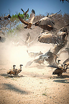 野狗,秃鹰,竞争,食物,靠近,克鲁格国家公园,南非