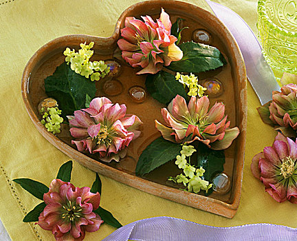 素玫瑰,荚莲属植物,心形,碗