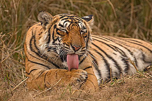 孟加拉虎,虎,拉贾斯坦邦,国家公园,印度,亚洲