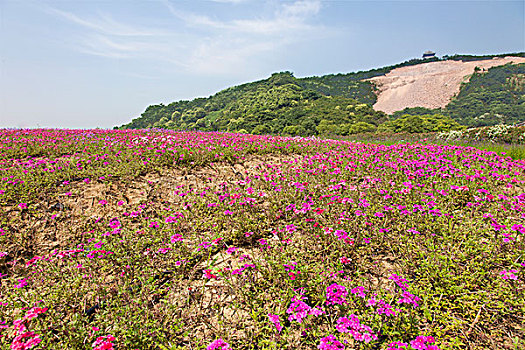 薰衣草