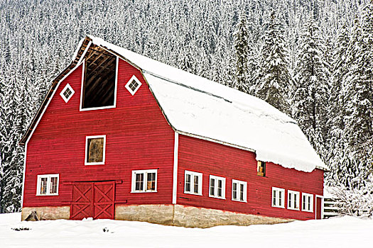 初雪,红色,谷仓,靠近,不列颠哥伦比亚省,加拿大