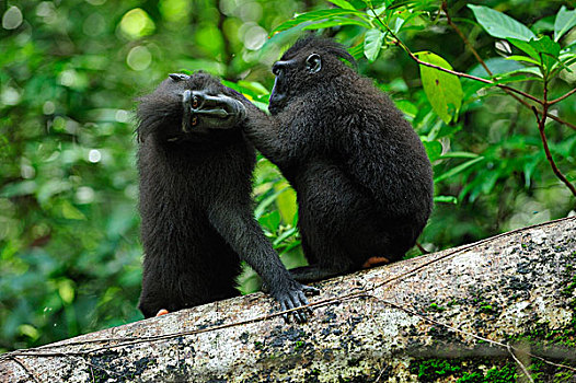 黑色,短尾猿,弥猴属,一对,北方,苏拉威西岛,印度尼西亚