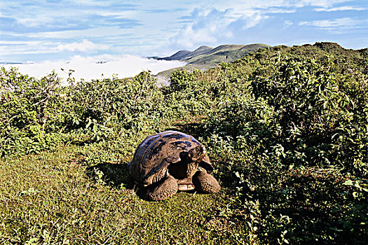 阿尔斯多火山海岛陆龟,加拉巴哥象龟,阿尔斯多火山,伊莎贝拉岛,加拉帕戈斯群岛,厄瓜多尔