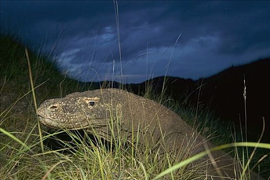 科摩多巨蜥,科摩多龙,黄昏,睡觉,窝,林卡岛,科莫多国家公园,印度尼西亚