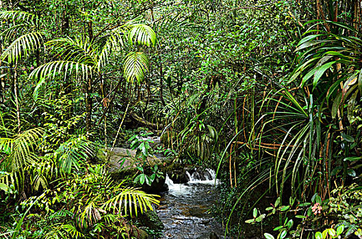 雨林,溪流,京那巴鲁山,国家公园,沙巴,婆罗洲,马来西亚
