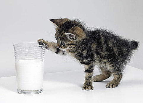 小猫,接触,牛奶杯