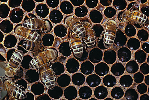 蜜蜂,意大利蜂,工人,窝,蜂巢