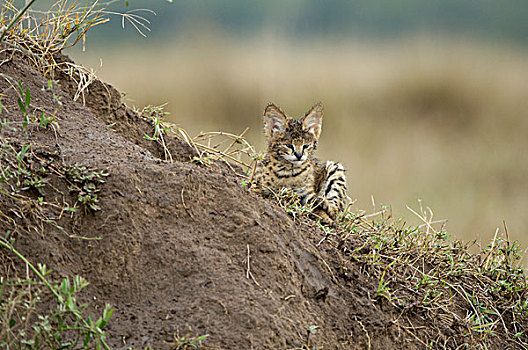 薮猫,小猫,湿,毛皮,休息,马赛马拉,肯尼亚,非洲