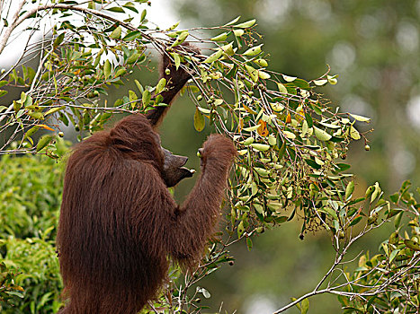 猩猩,黑猩猩,水果,树上,婆罗洲,马来西亚