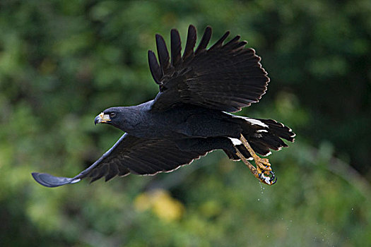 黑色,老鹰,飞,潘塔纳尔,巴西