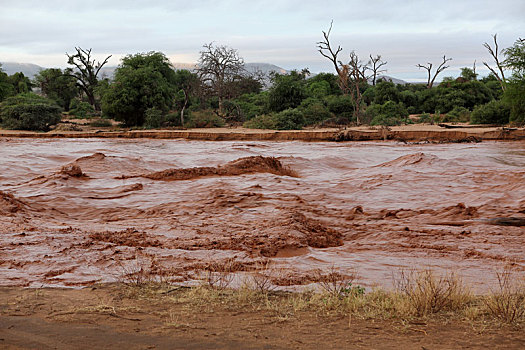 洪水,河,北方,肯尼亚
