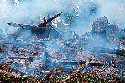 伐木,火,燃烧,碎石,不列颠哥伦比亚省,加拿大