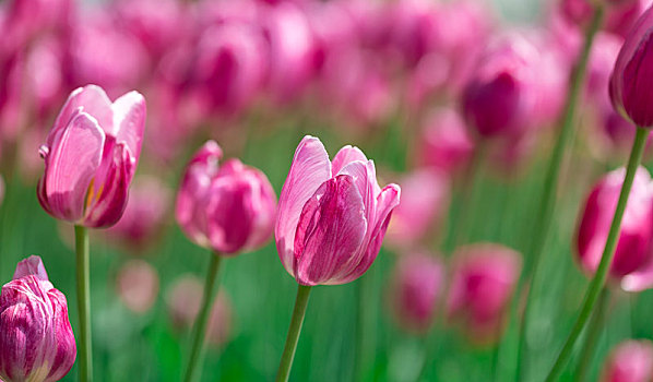 公园里盛开的郁金香花