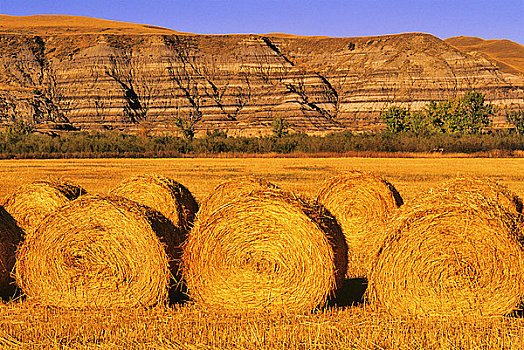 干草包,地点,德兰赫勒,艾伯塔省,加拿大