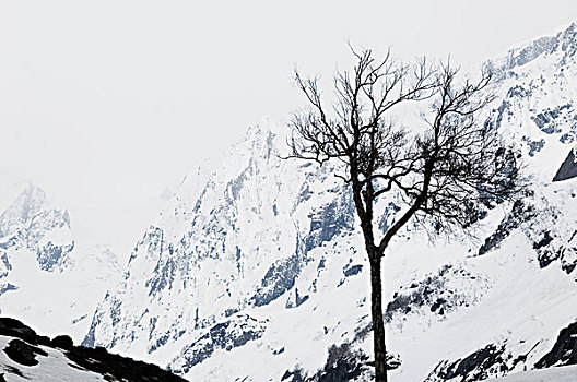 秃树,山,冰河,查谟-克什米尔邦,印度