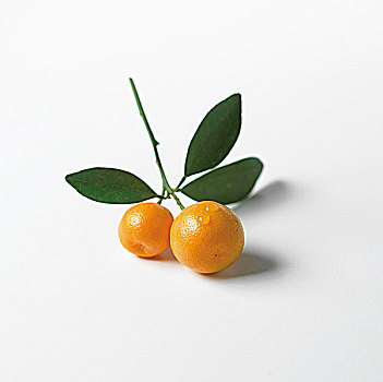 两个,小,橘子,枝条,叶子