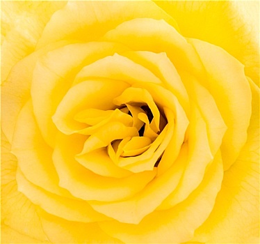 特写,黄玫瑰,花