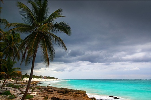 加勒比,风暴,白天,棕榈树,墨西哥