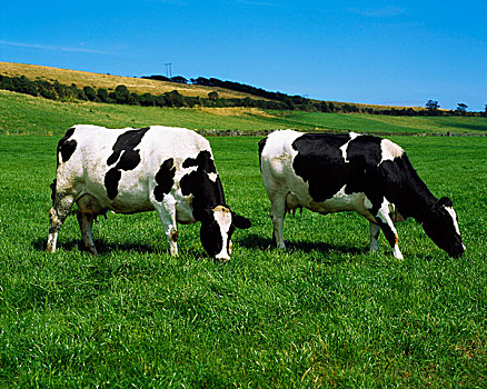 科克郡,爱尔兰,奶牛