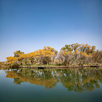 新疆泽普叶尔羌河畔的胡杨林