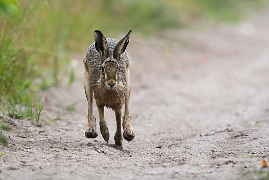 欧洲野兔,跑,下萨克森,德国,欧洲