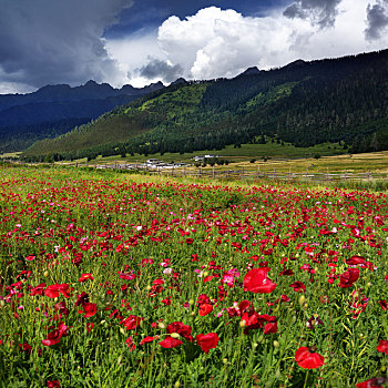 西藏鲁朗鲜花盛开的高山草原
