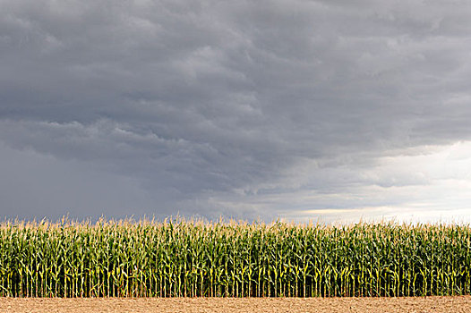 玉米,地点,正面,风暴,云,弗兰克尼亚,巴伐利亚,德国,欧洲