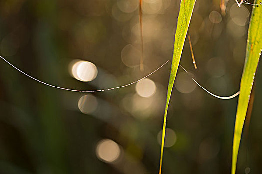 光泽,蜘蛛网,芦苇,背景