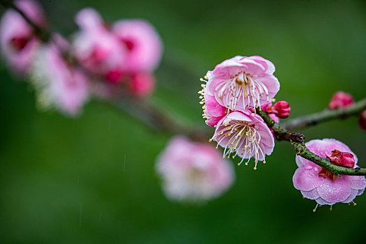 重庆南川,红梅花开迎新春