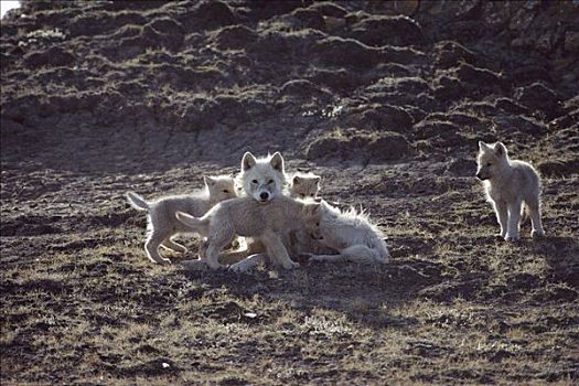 北极狼,狼,父母,围绕,玩,幼仔,艾利斯摩尔岛,加拿大