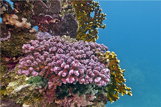 珊瑚礁,紫色,石头,珊瑚,仰视,热带,海洋